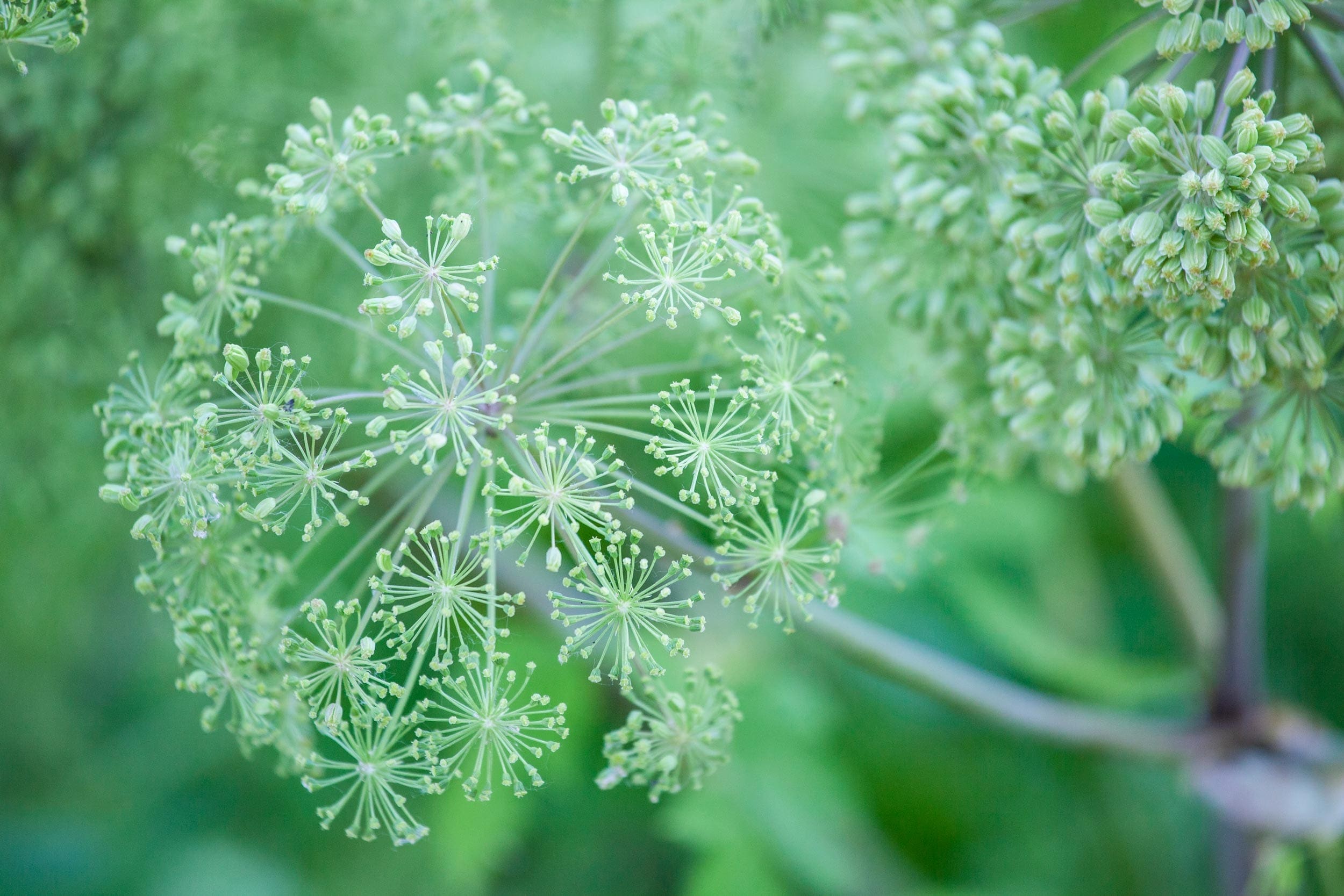 Angelica Seed Oil HEADER