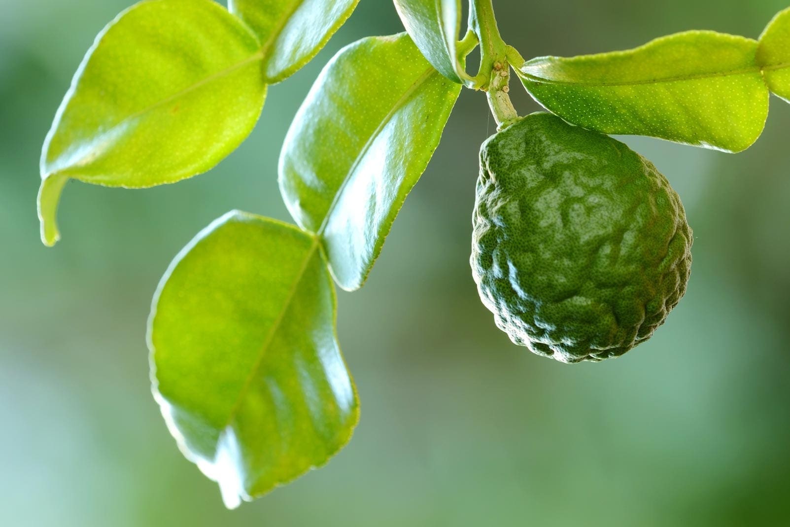 Organic Bergamot Oil CP HEADER