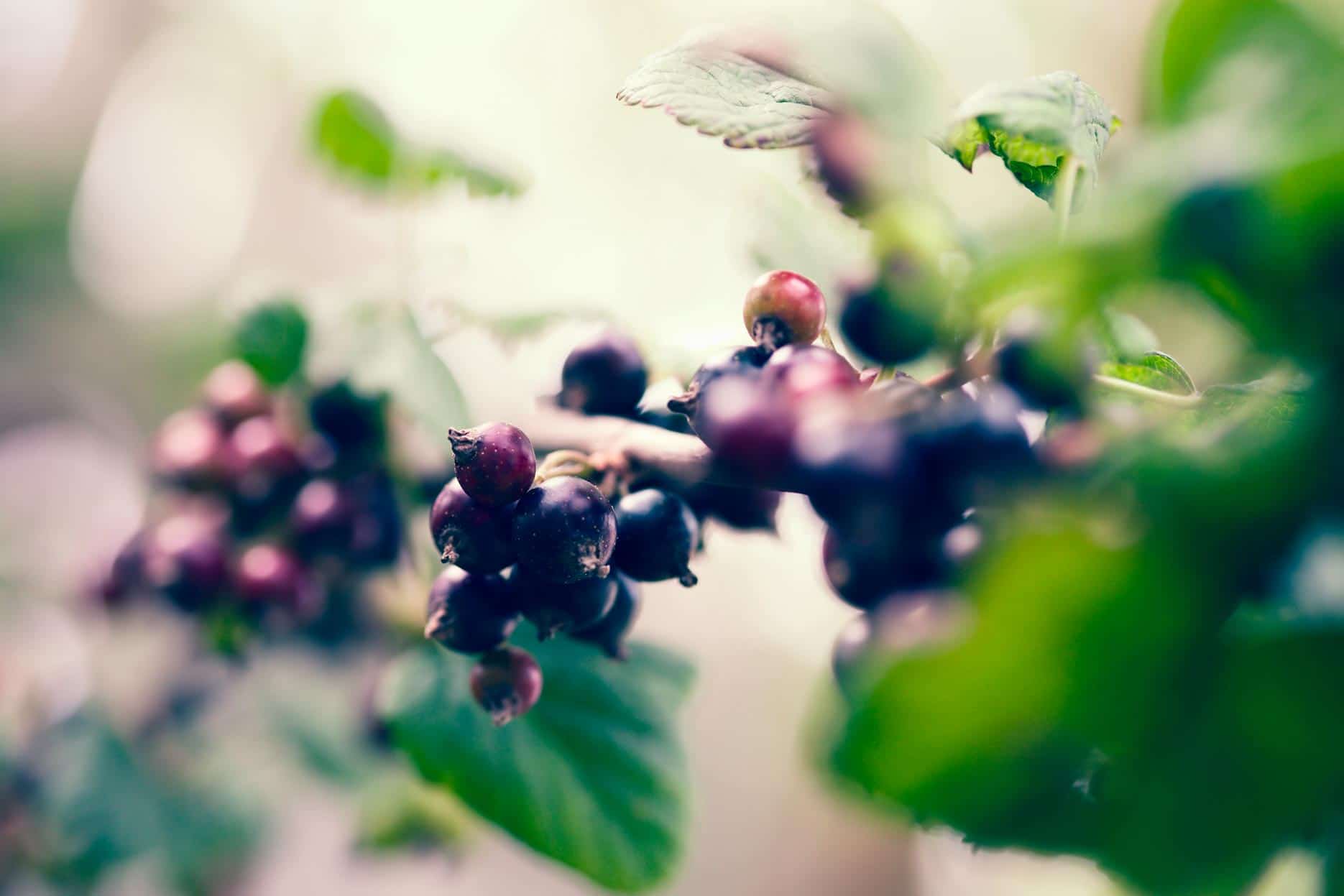 Black Currant Absolute HEADER