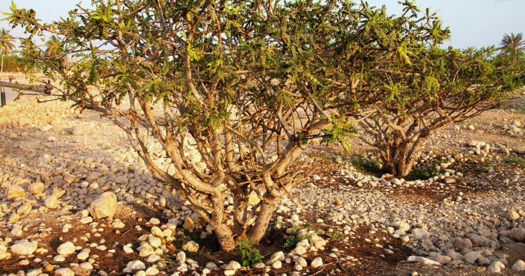 Olibanum Oil (Boswellia Carterii) HEADER