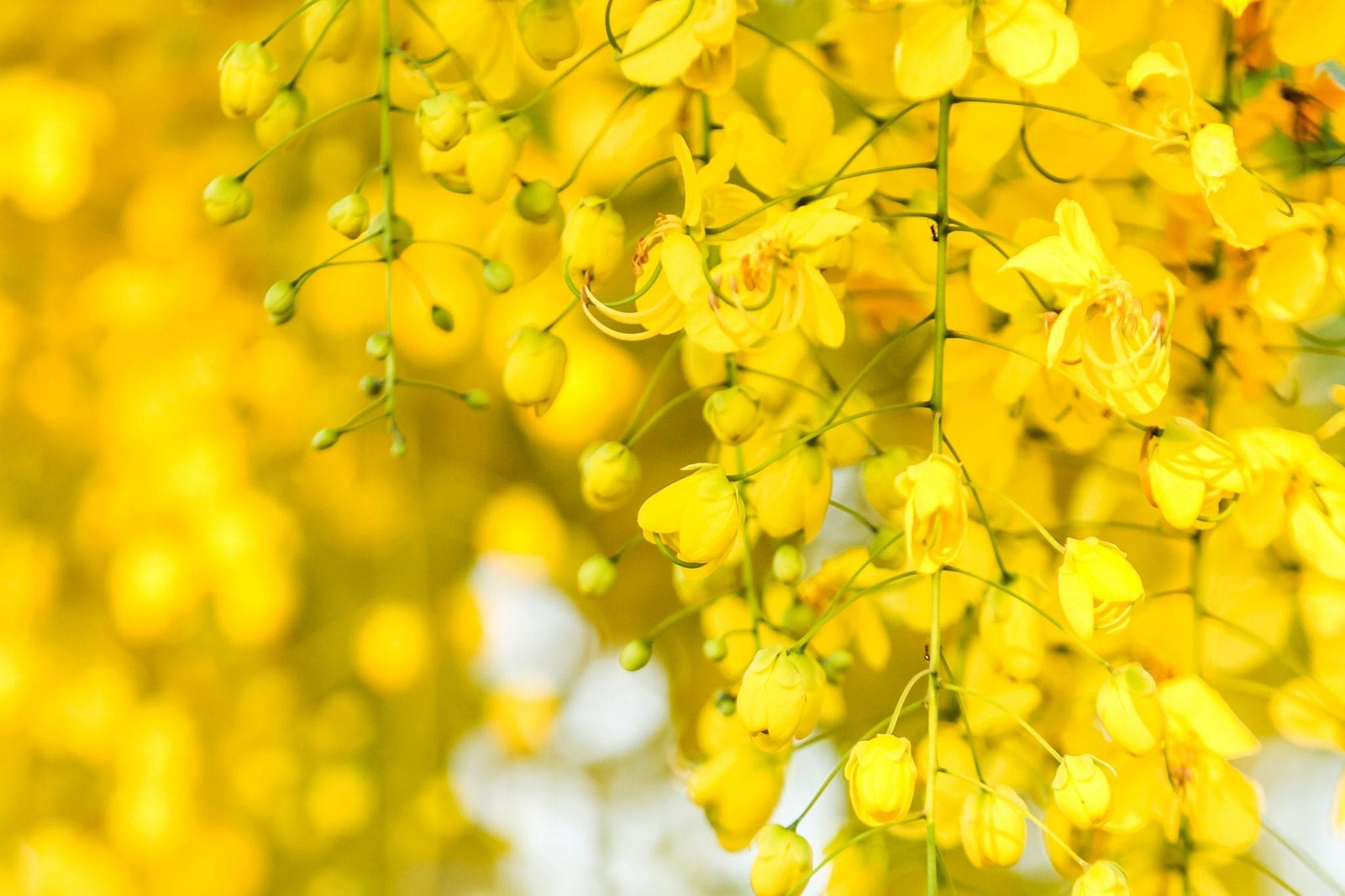 Cassia Oil Vietnam HEADER