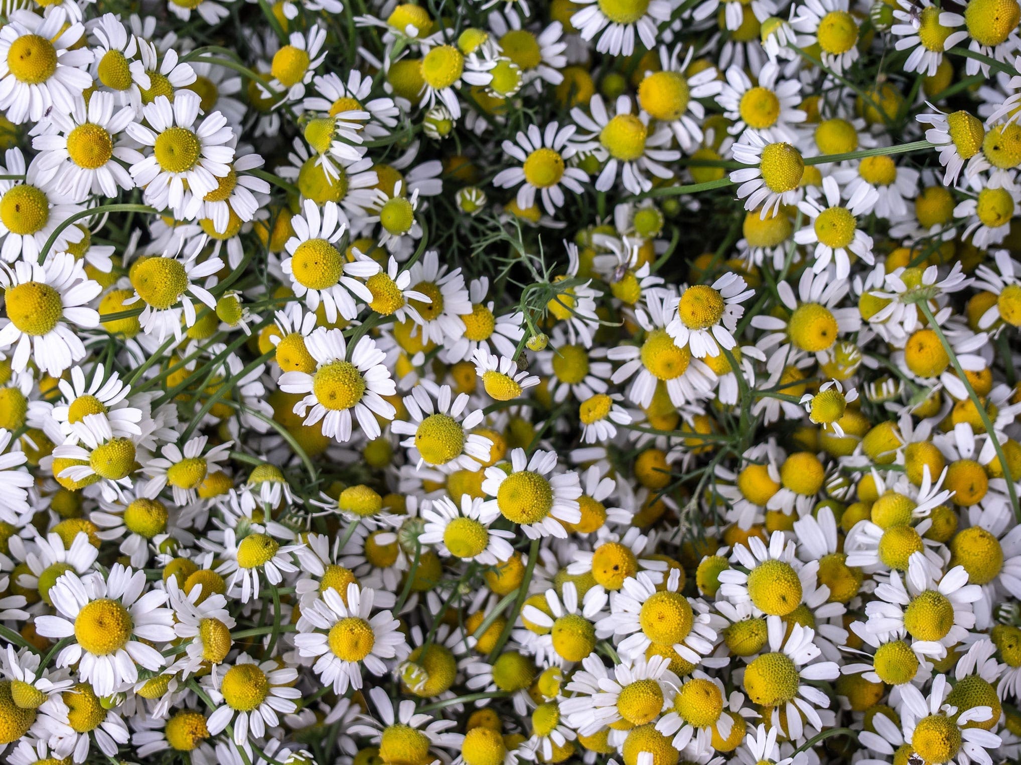 Chamomile Oil Italian HEADER