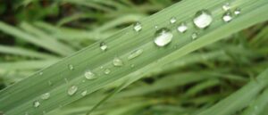 Citronella Oil Java