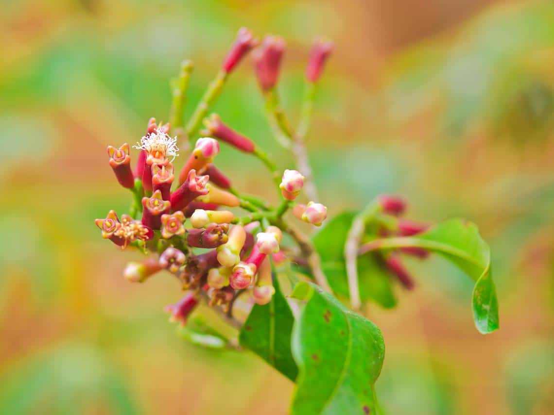 Organic Clove Oil HEADER