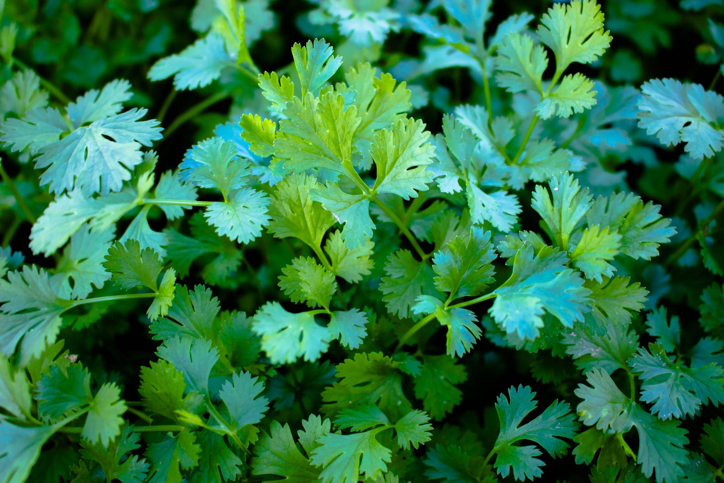 Organic Coriander Seed Oil HEADER