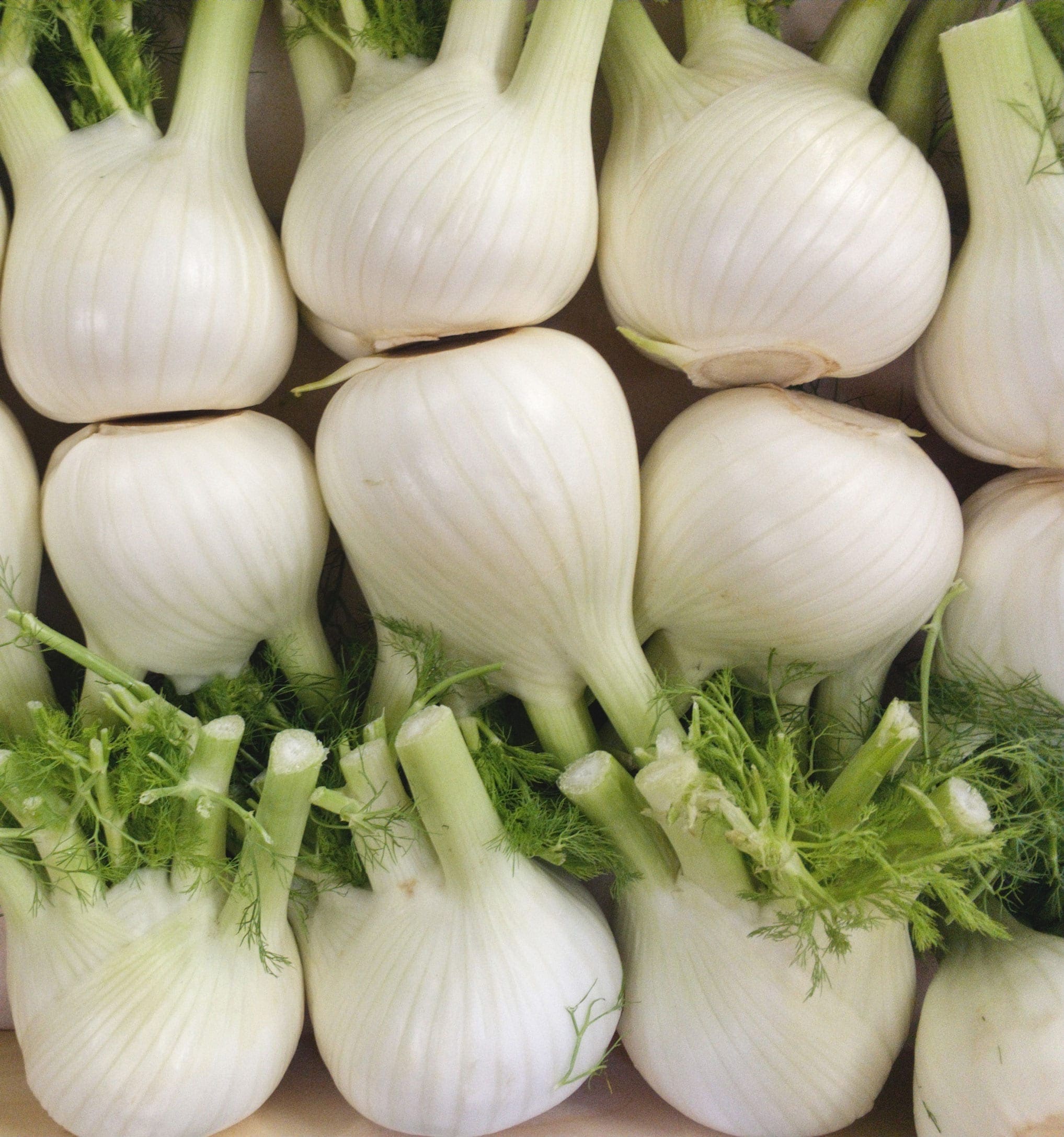 Fennel Oil