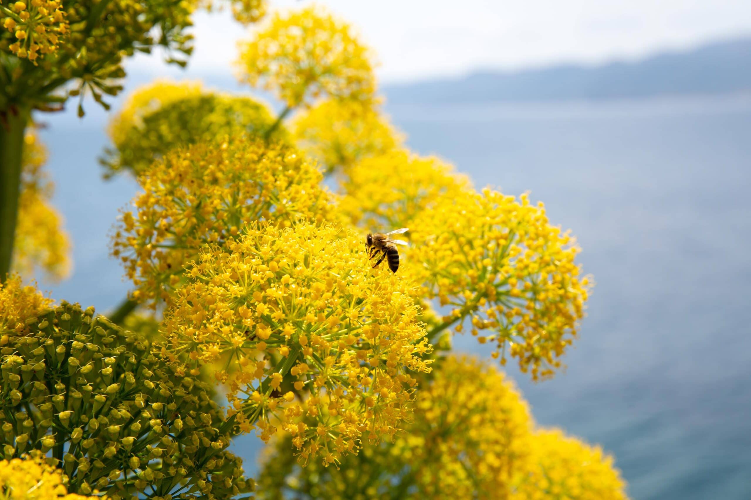 Galbanum Resinoid HEADER