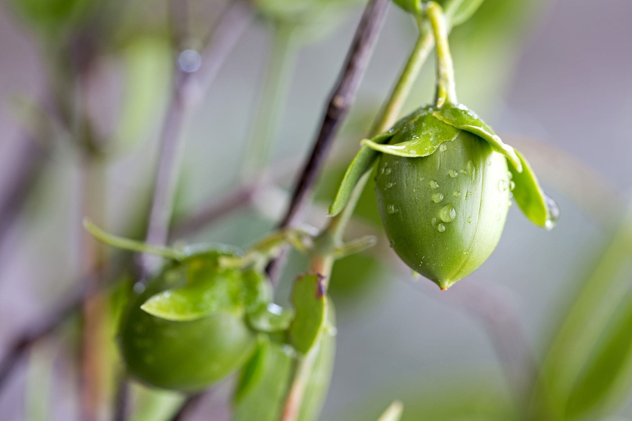 Jojoba Oil HEADER