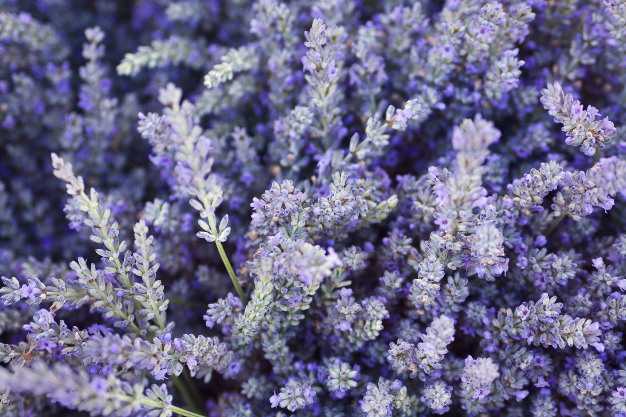 Lavender Oil Spike HEADER