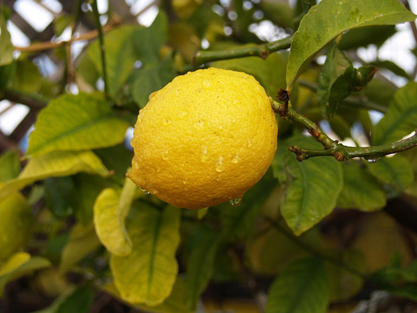 Lemon E™ HEADER