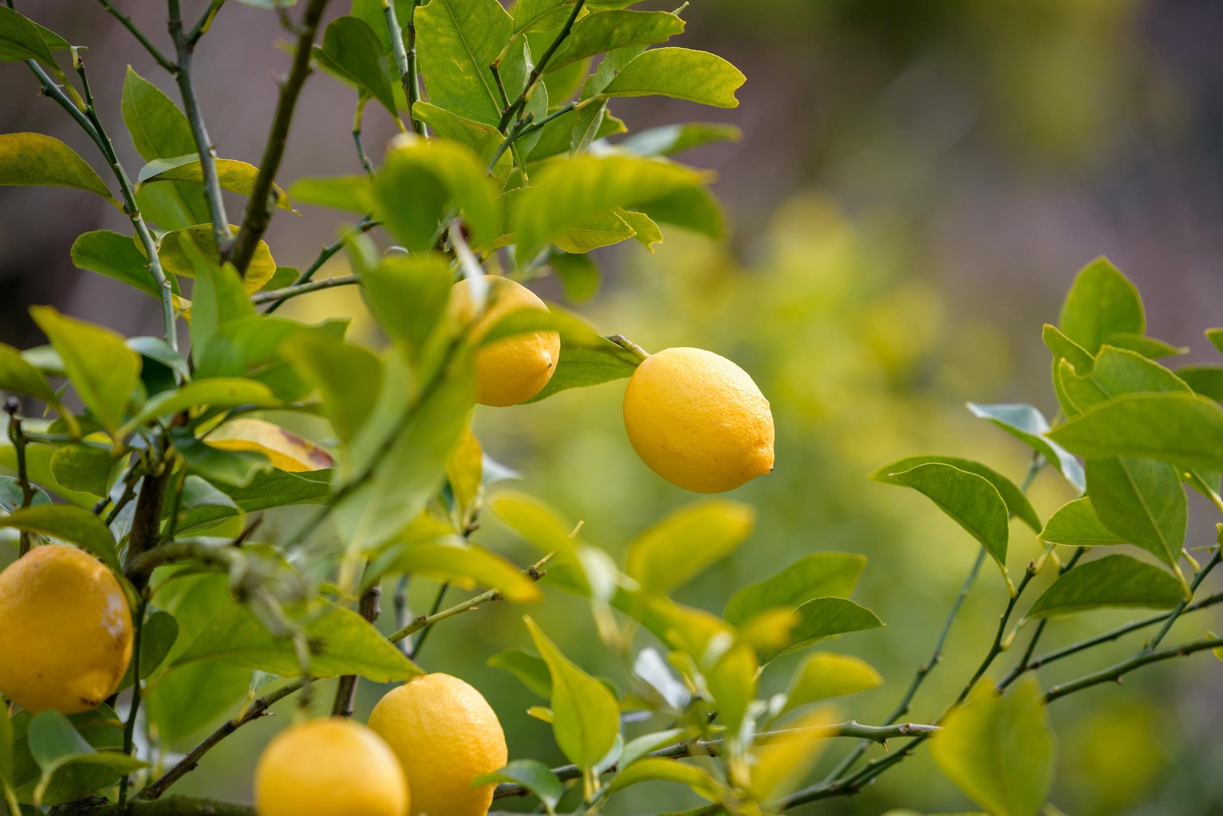 Lemon Oil (Argentina)