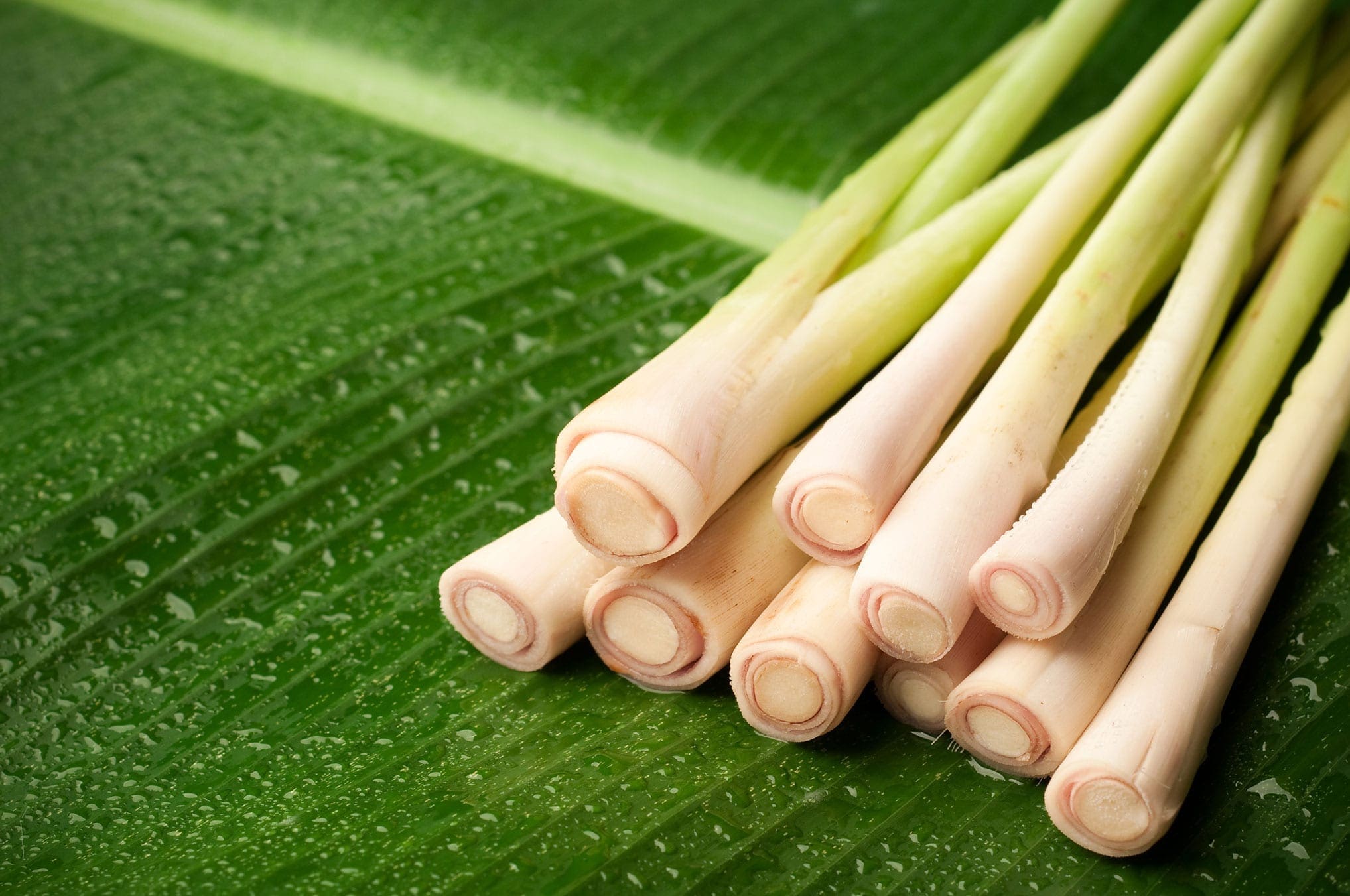 Lemongrass Terpenes HEADER