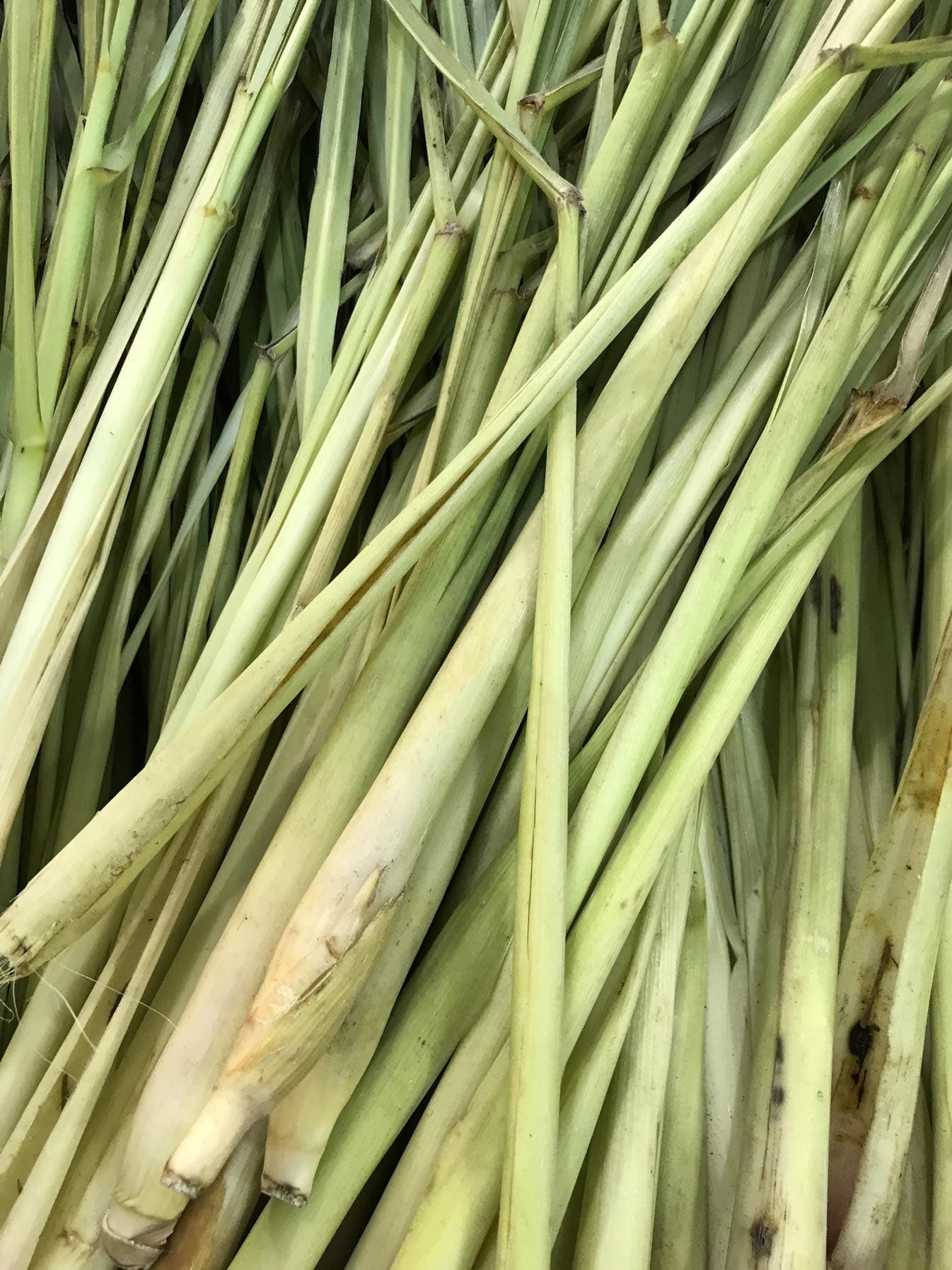 Organic Lemongrass Oil HEADER