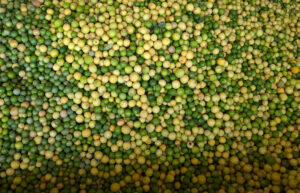 Lime Oil Distilled Peru
