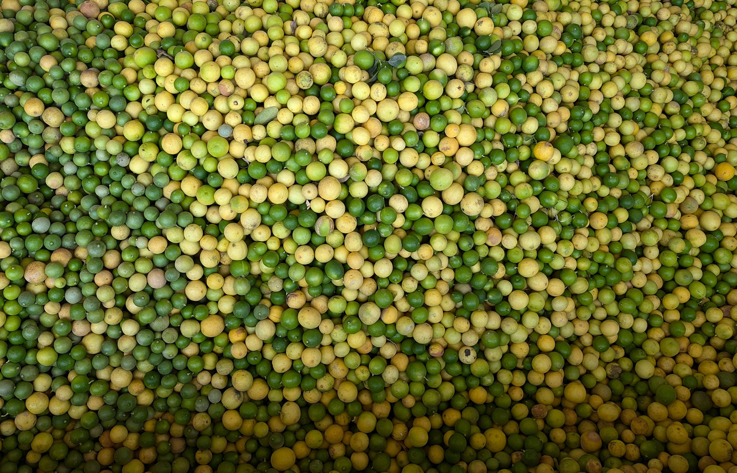 Lime Oil Distilled Peru