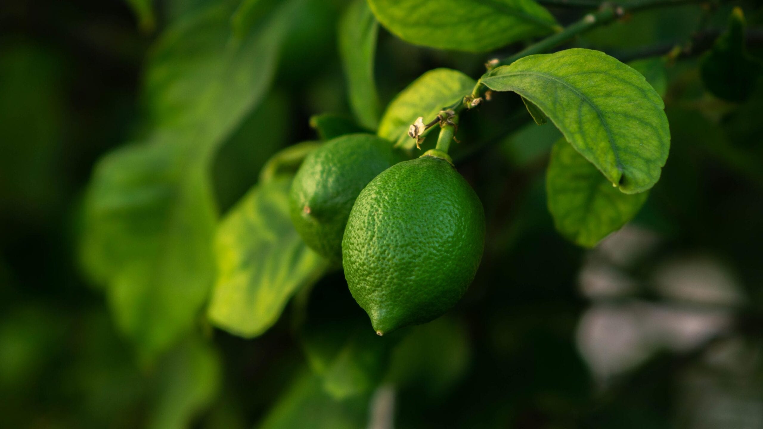 Lime Oil Distilled Peru HEADER