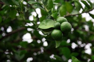 Organic Lime Oil Distilled