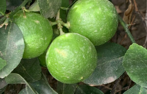 Key Lime Oil