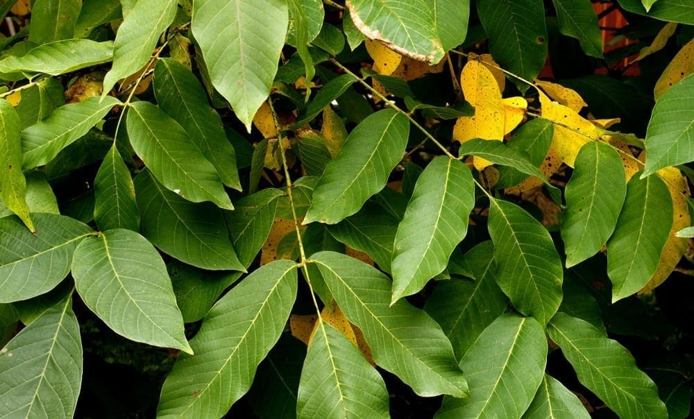 Balsam Tolu
