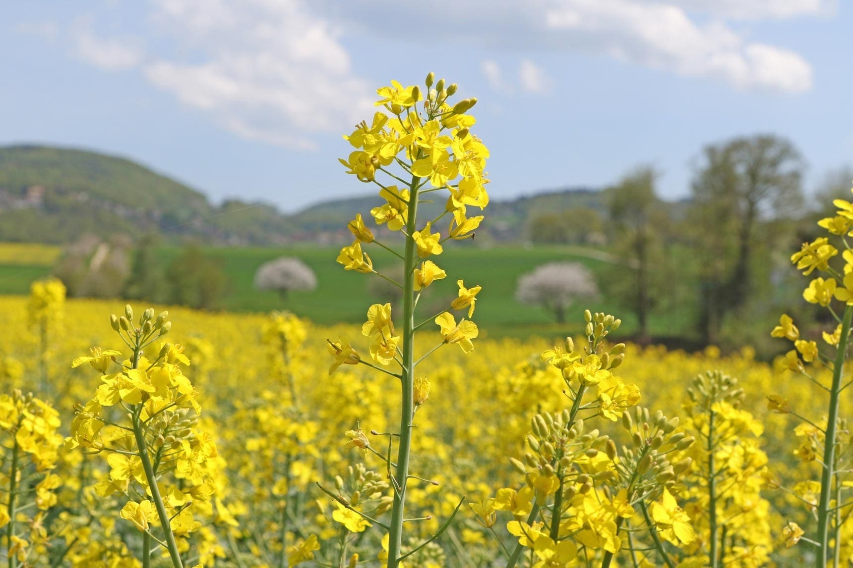 Mustard Oil Natural HEADER