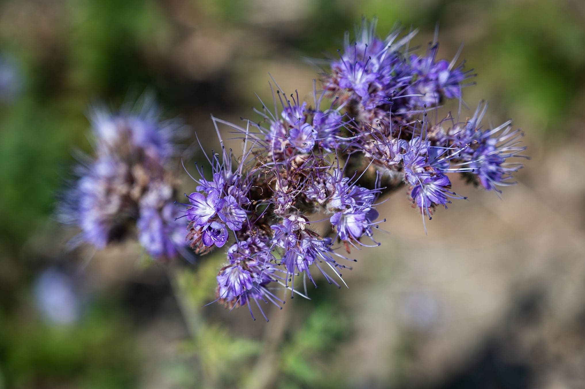 Pennyroyal Oil HEADER