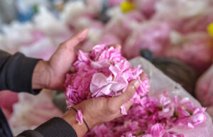 Why More Flowers Didn’t Mean More Rose Oil