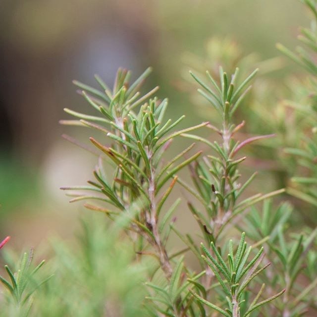 Rosemary Oil Maroc HEADER