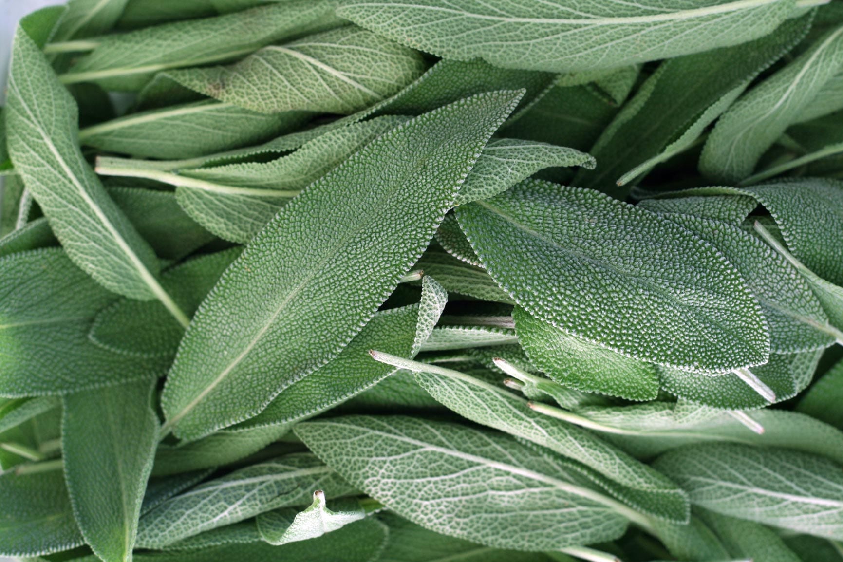 Sage Oil Spanish HEADER