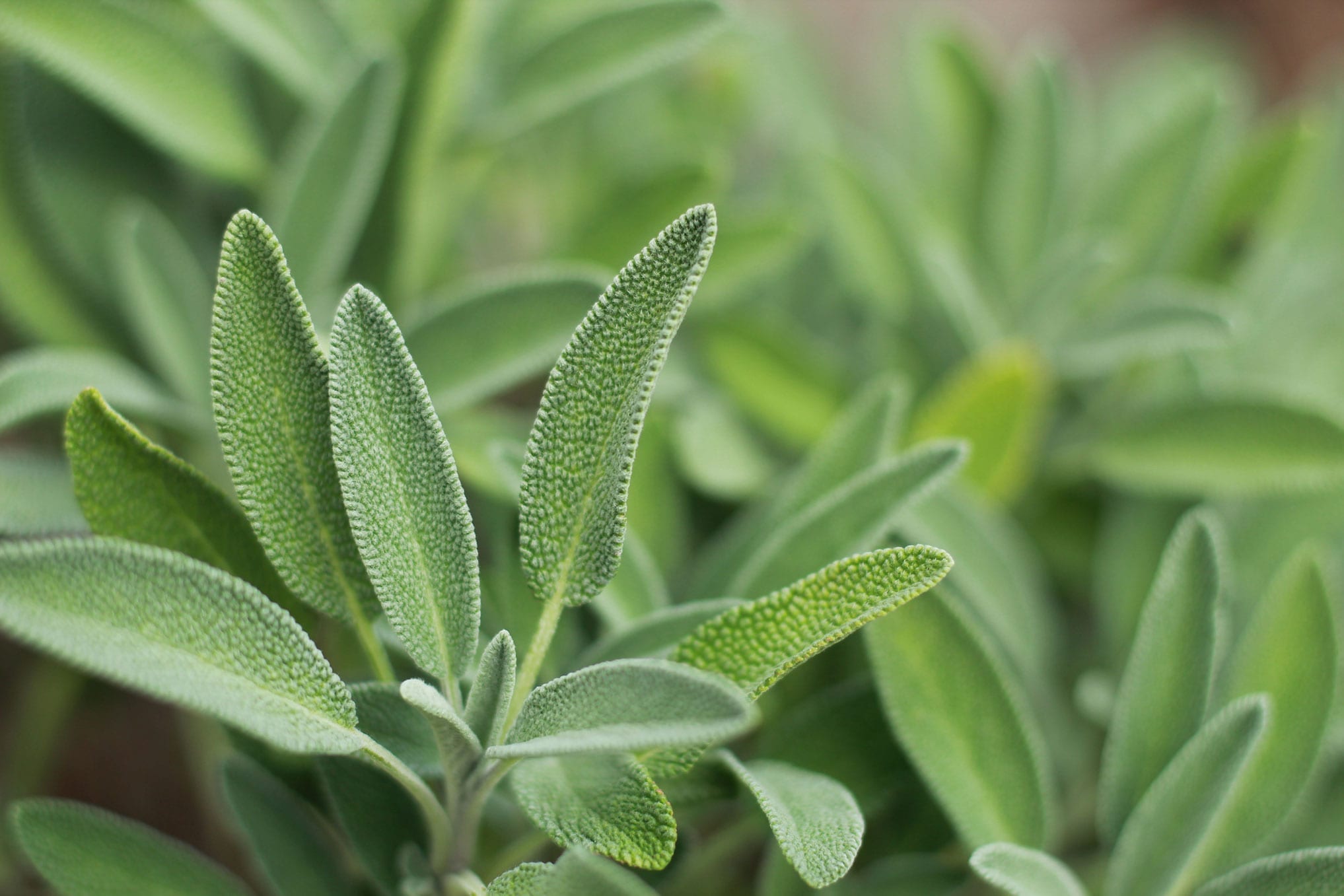 Sage Oil 30% HEADER