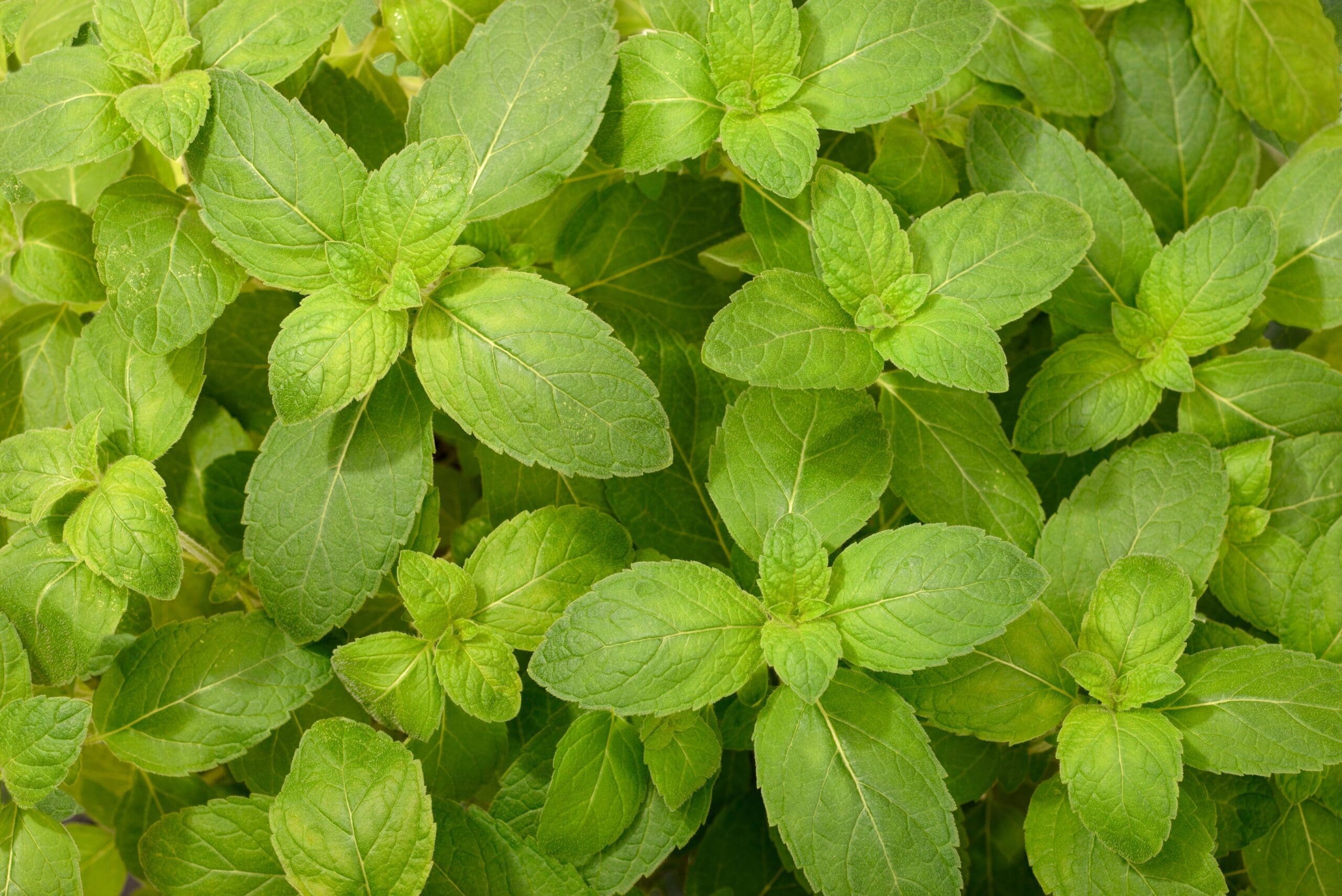 Spearmint Oil (Scotchmint) HEADER