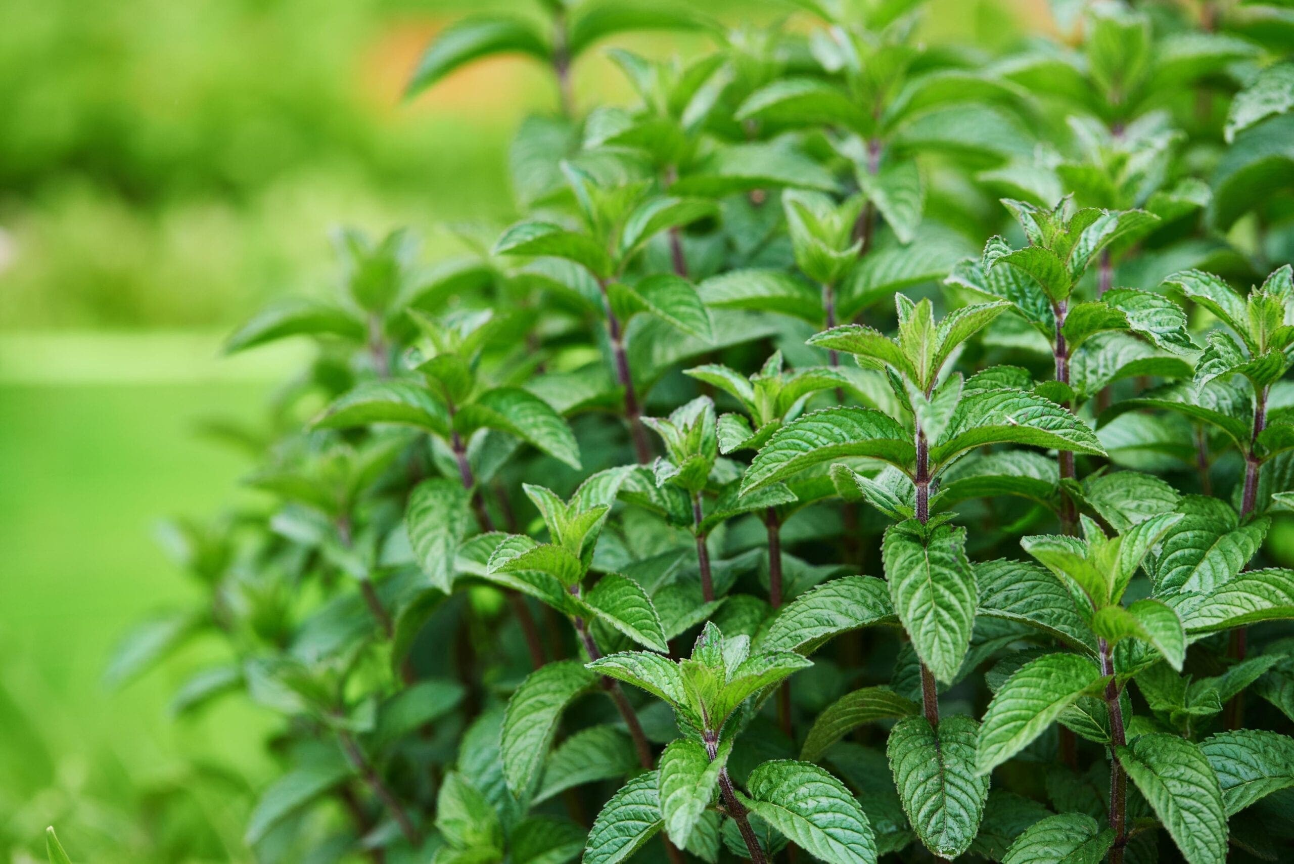 Spearmint Terpenes HEADER