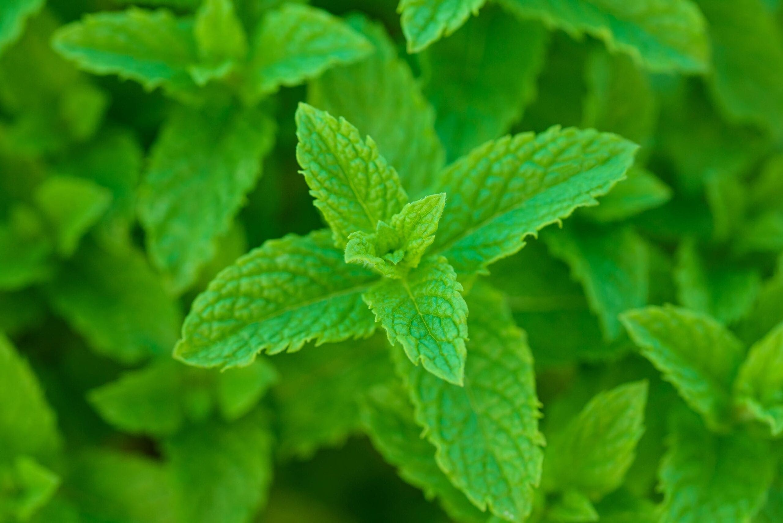 Spearmint Oil Native HEADER