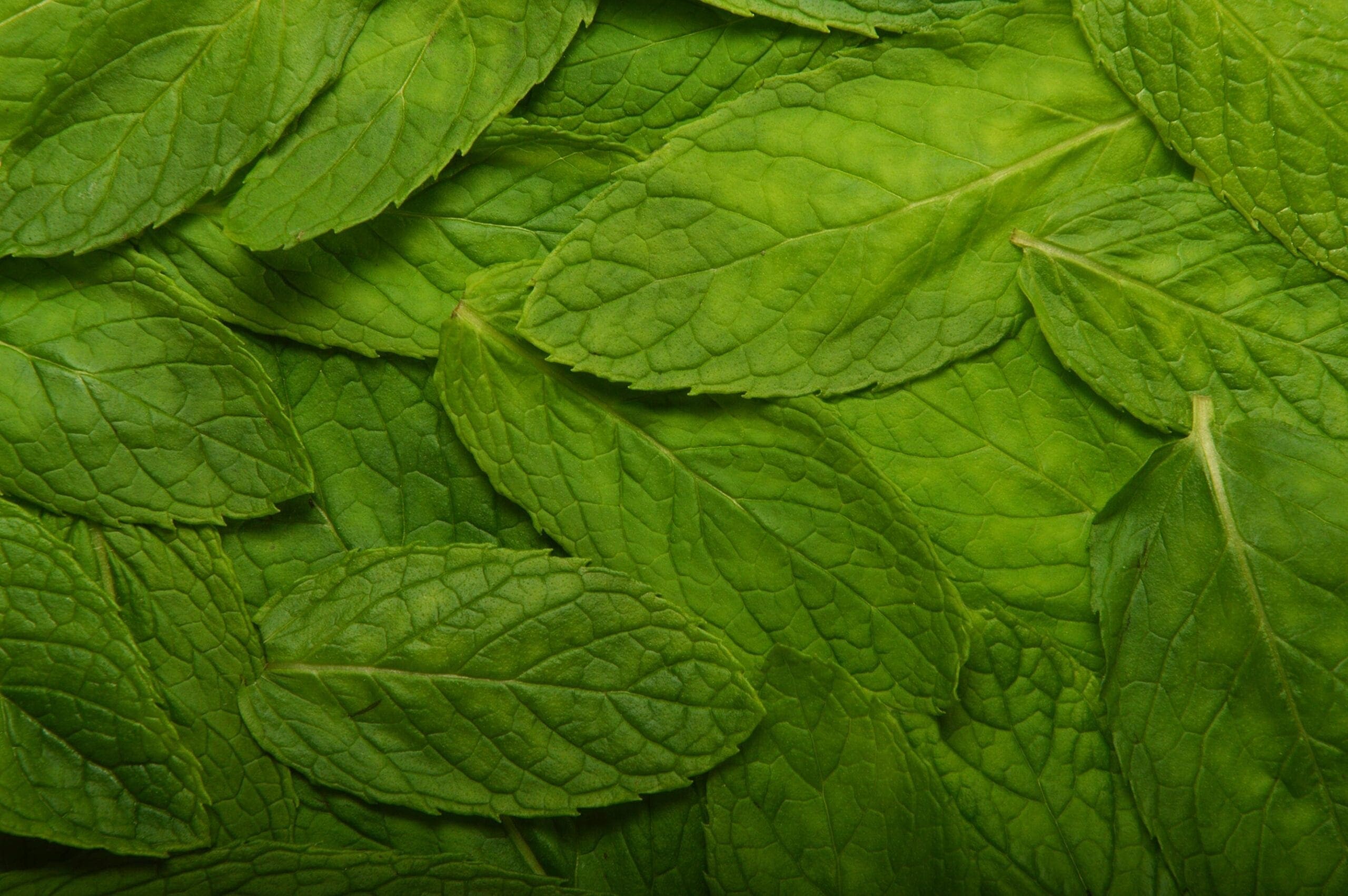 Spearmint Oil 80% Chinese HEADER