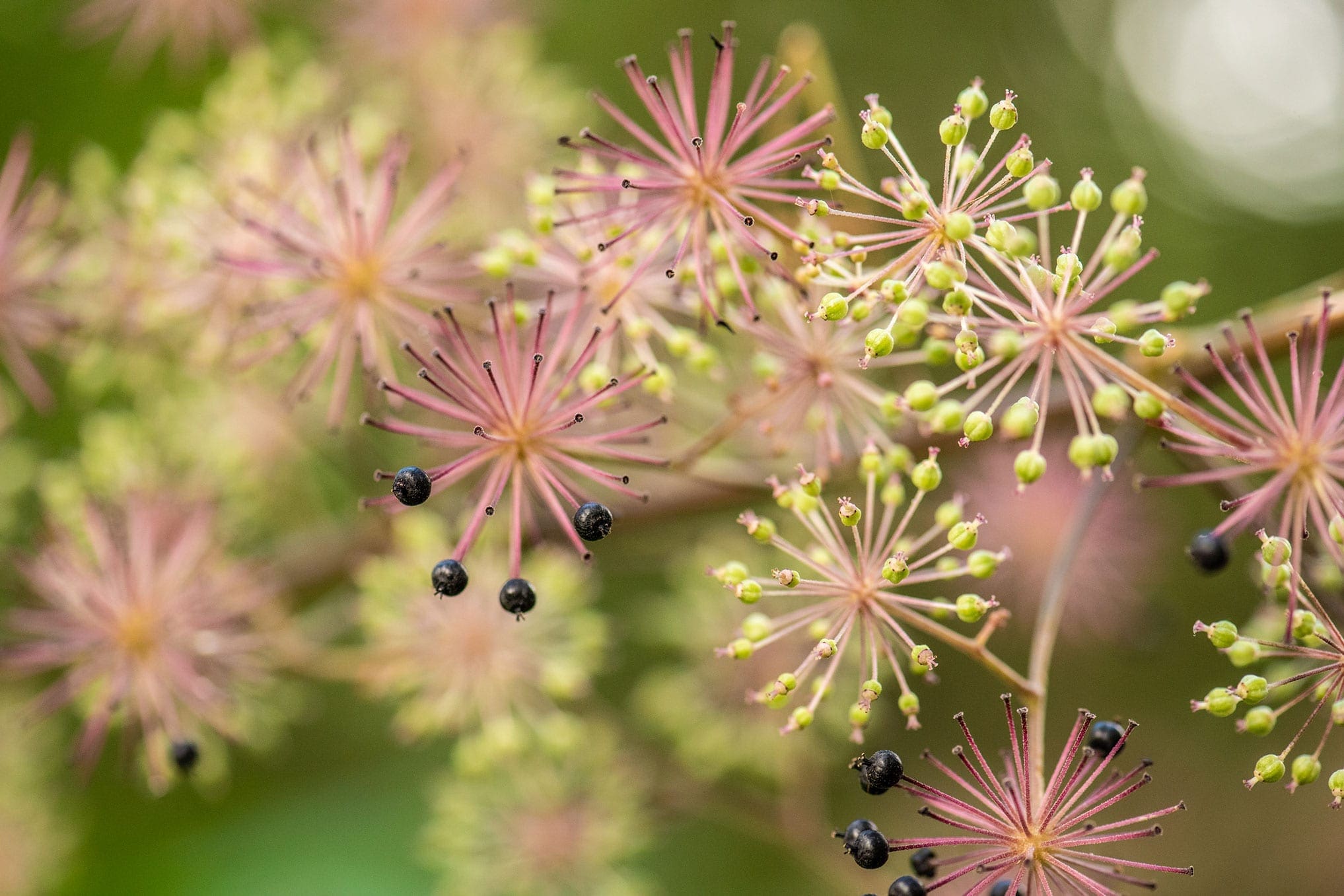 Spikenard Oil HEADER