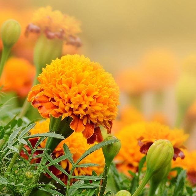 Tagetes Oils HEADER