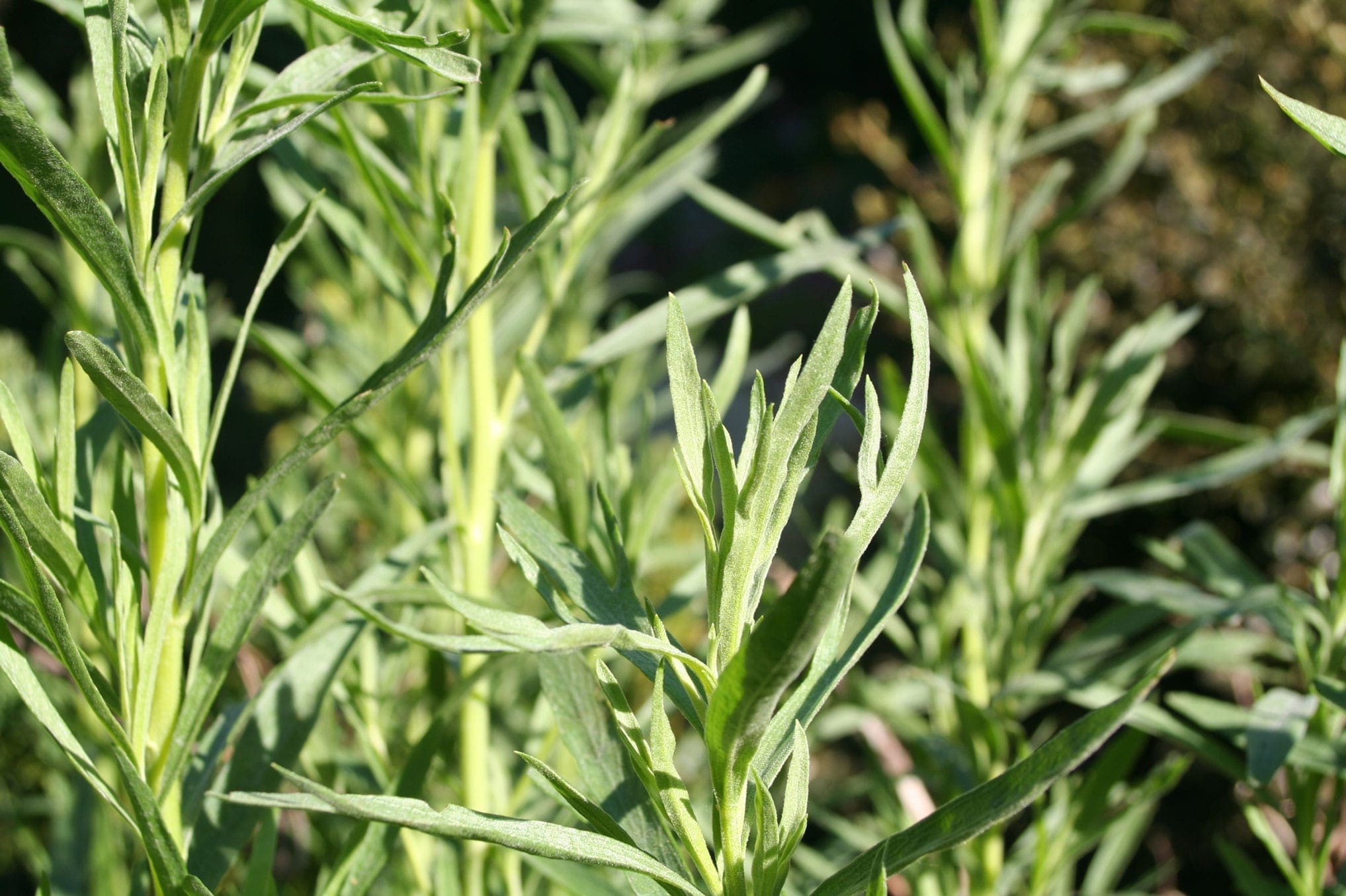 Tarragon Oil HEADER