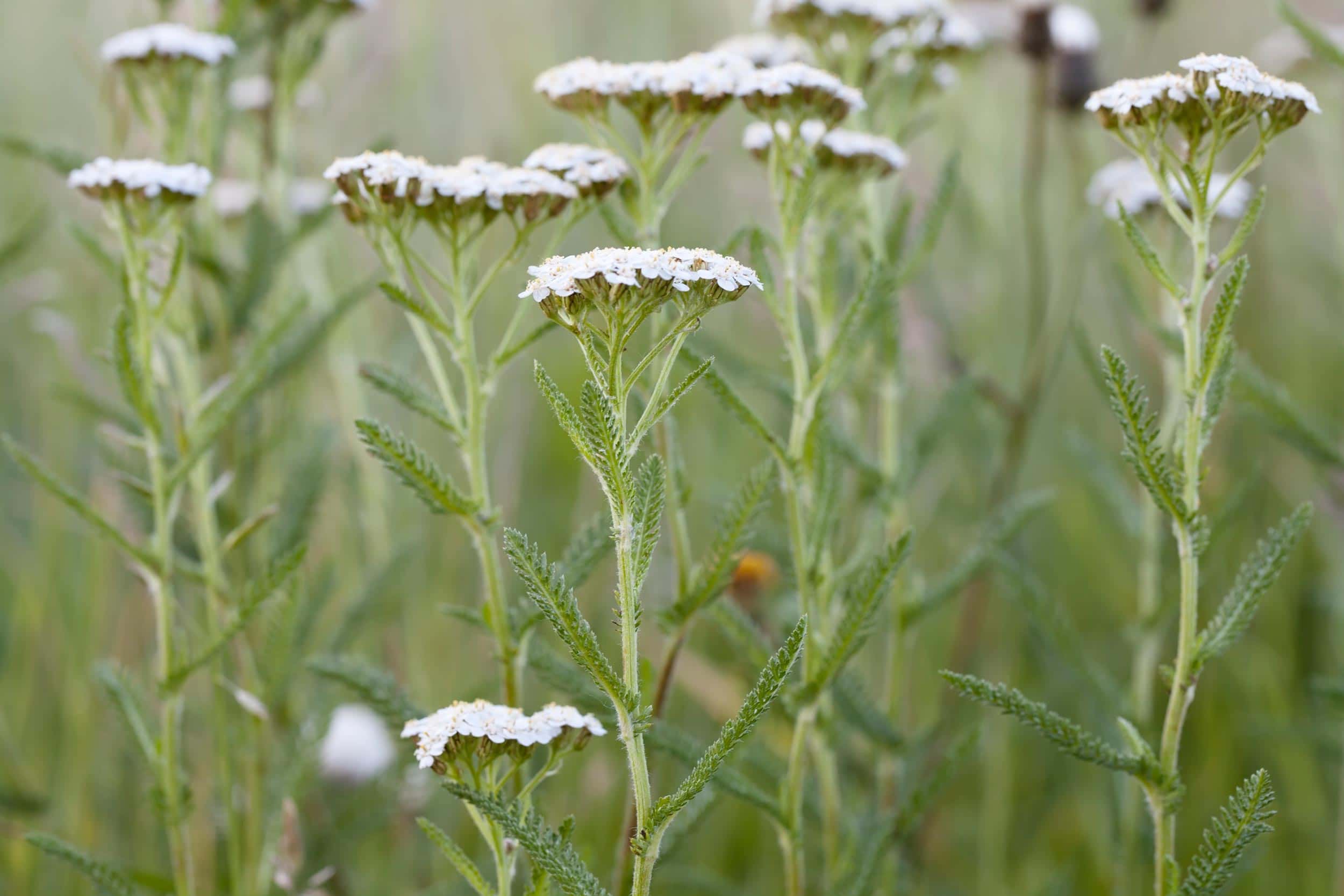 Organic Milfoil Oil HEADER