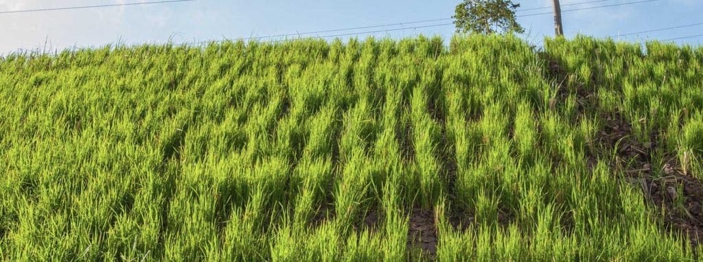 Vetiver in the fields