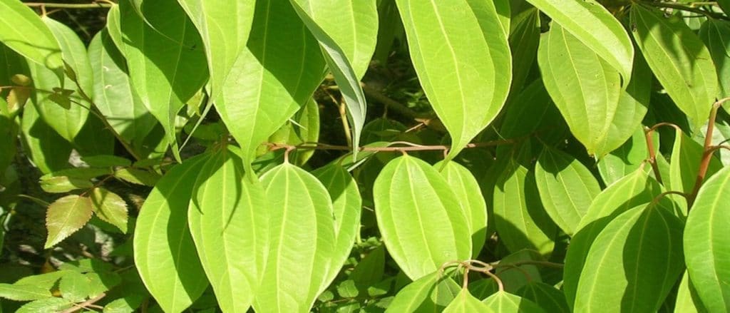 Cinnamon Leaf Oil (Ceylon)
