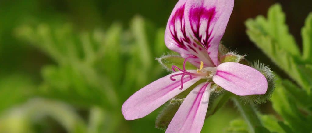 Geranium Oil (Madagascar – bourbon type) 