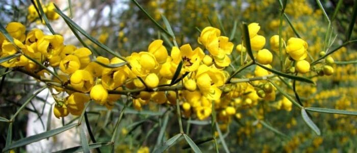 Cassia oil HEADER