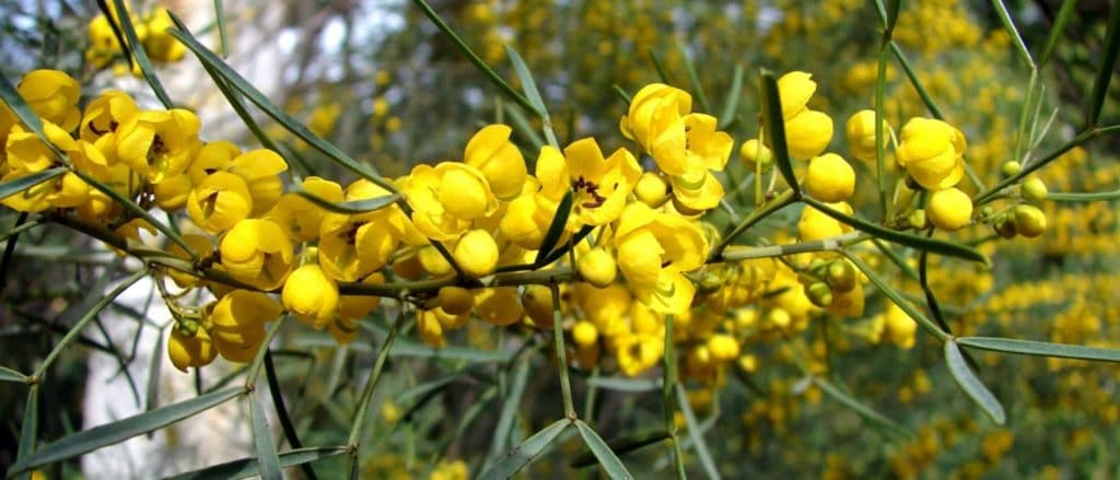 Cassia oil