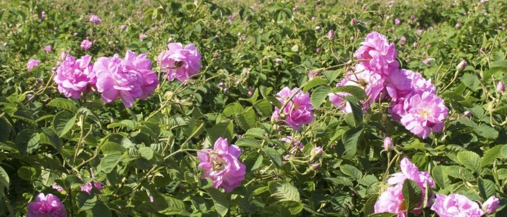 Rose Oil (Bulgaria)