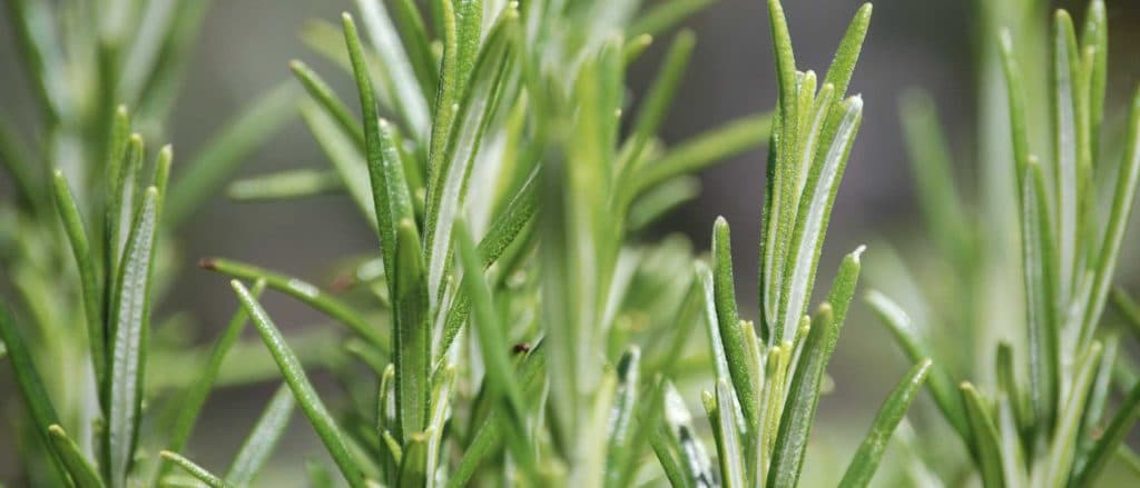 Rosemary oil