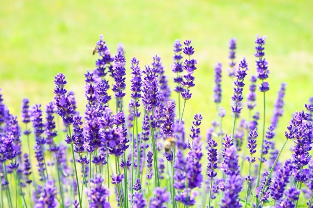 lavender-1117274_1920.jpg