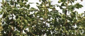 Amyris Oil Dominican Republic
