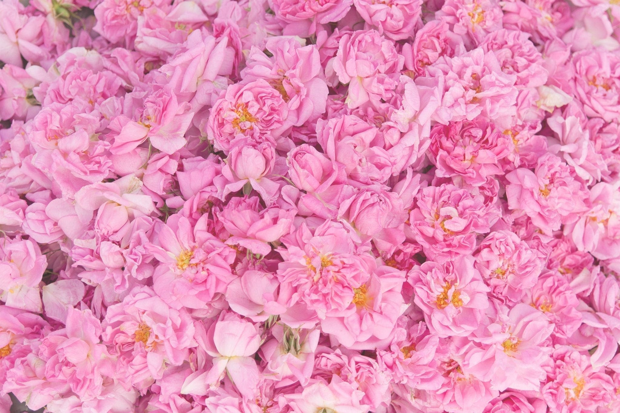 Bulgarian Rose Harvest
