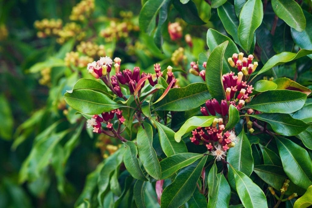 Clove leaf oils