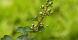 Clove Bud Oil Indonesian