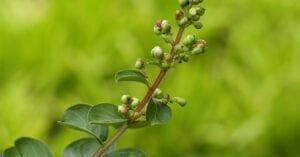 Clove Bud Oil Indonesian